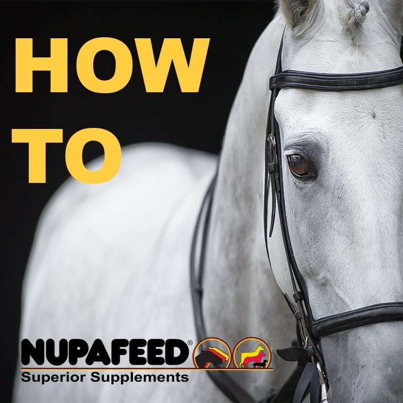 Nupafeed® L-Carnitine Concentrate Oral Paste |  Horse Antioxidant